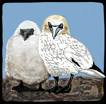 gannet and chick